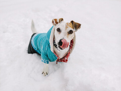 Dog Jack Russell in clothes with tongue hanging out on snowy landscape in winter