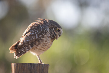Profile shot of a burrowing owl on the nature