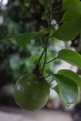 passion fruit