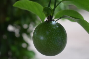 passion fruit