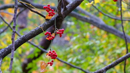 red berries on a branch