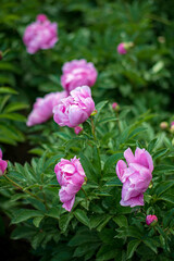 Pink red sunny peony flowers in botanical garden