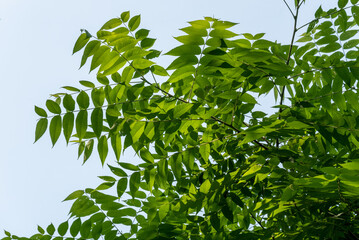 Obraz premium Green Staghorn Sumac Leaf Patterns In Summer