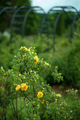 Yellow color rose bloomed in garden