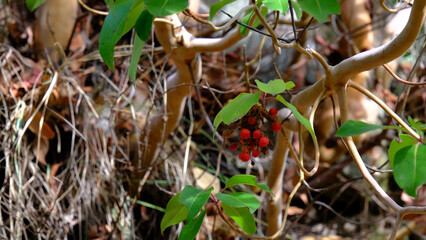 red berries on a tree