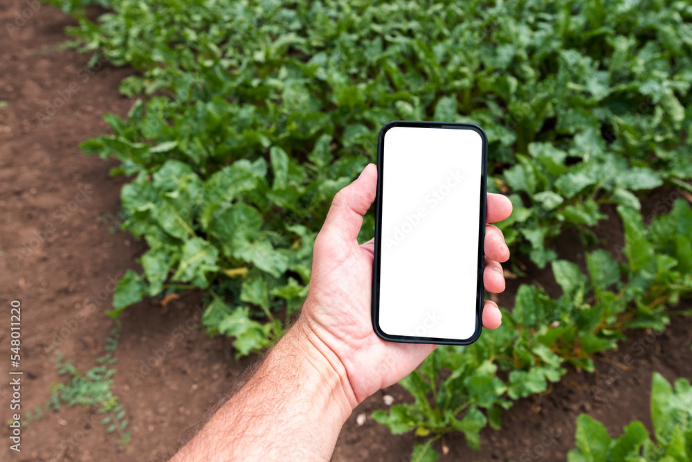 Wall mural Farm worker holding mobile smart phone with blank mockup screen in cultivated sugar beet field