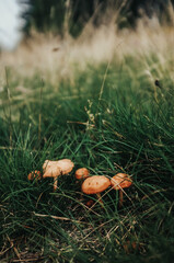 Mushrooms Hiding in Tall grass