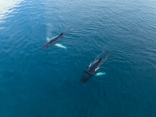 Fototapeta premium Humpback whales near icebergs from aerial view