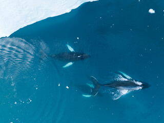 Humpback whales near icebergs from aerial view © Cavan