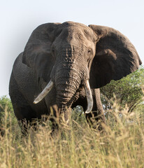 Plakat elephant in the savannah of east Africa