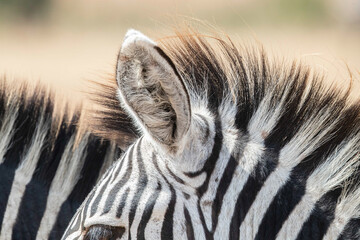 Fototapeta premium Zebra in the savannah of east Africa