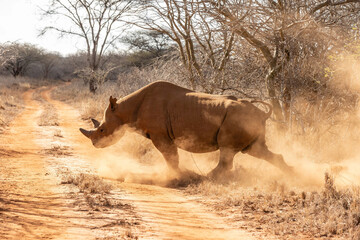 Obraz na płótnie Canvas Wildlife in the savannah of east Africa
