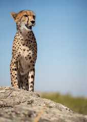 Cheetah over the rock looking for preys with blurred background