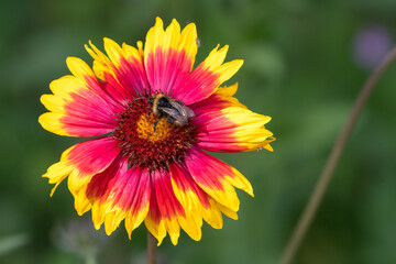 Bumblebee feeding on a red and yellow Gaillardia flower, Norfolk, UK