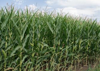 Corn in the fiel in a sunny day