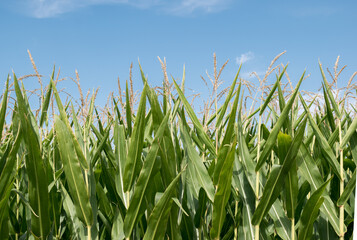 Corn in the fiel in a sunny day