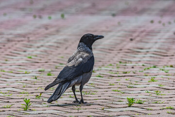 hooded crow (Corvus cornix) standing and watching on a paved road