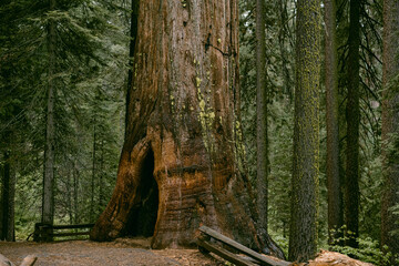 tree trunk with moss of giant sequoia