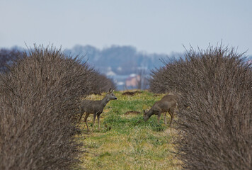 Deer in the field. Symmetrical background.