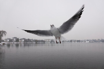 Seagull in flight near the coastline of the city