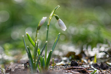 Wonderful spring flowers in the garden.