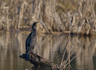 Cormorant perched on a stump