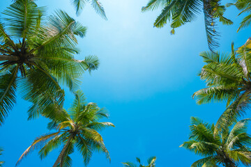 Green tropical coconut palm trees crowns over clear blue sky on tropical beach