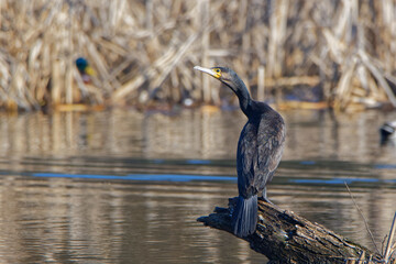 Cormorant perched on a stump