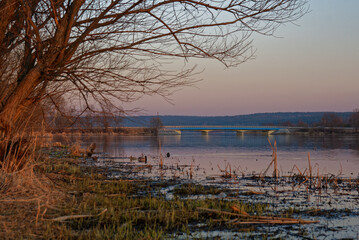 Misty sunset. Summer landscape. Trees.