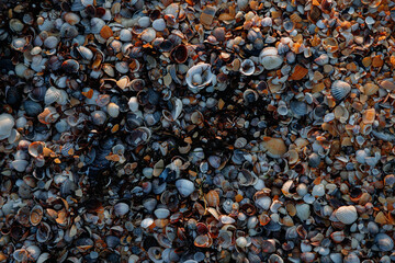 Seashells on the seashore close-up. Macrophotography. Background of stones and clam shells.