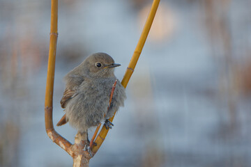A bird in a winter scenery. Birds in the garden.