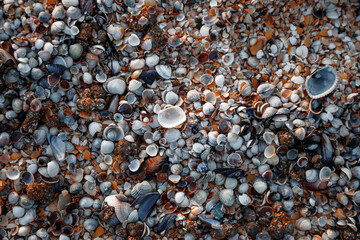 Seashells on the seashore close-up. Macrophotography. Background of stones and clam shells.