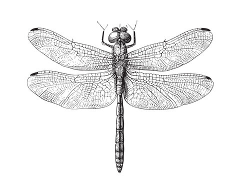 Dragonfly hand drawn sketch Insects Vector illustration.