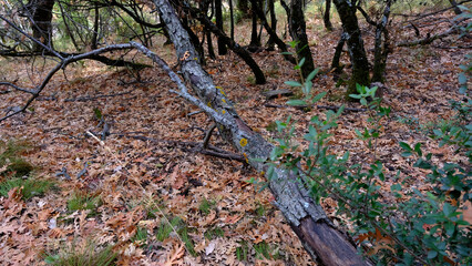 Autumn leaves on the ground in forest