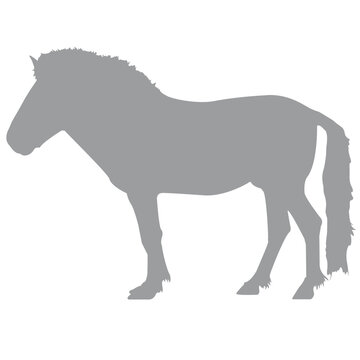 Pferd