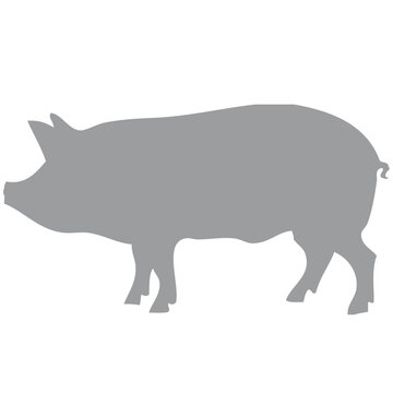 Schwein