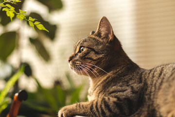 domestic cat sits and looks out the window