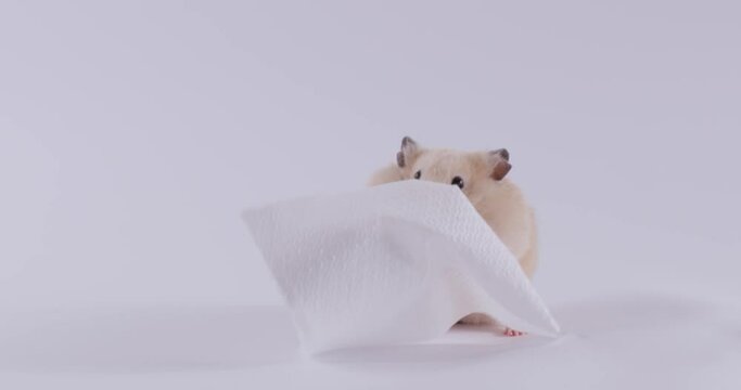 Adorable hamster enjoying eating stuff gnaws white napkin with satisfied expression. Domestic animal explores thing and crunches against wall