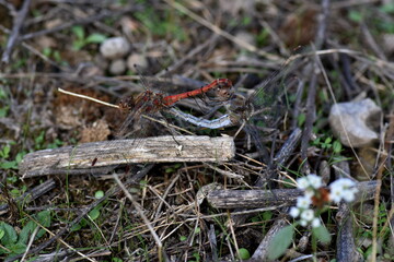 Couple of contrasting dragonflies on a stick. The blue female and the rede male (macro)