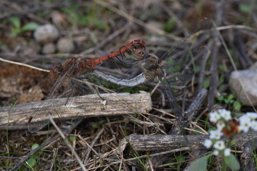 Couple of contrasting dragonflies on a stick. The blue female and the rede male (macro)