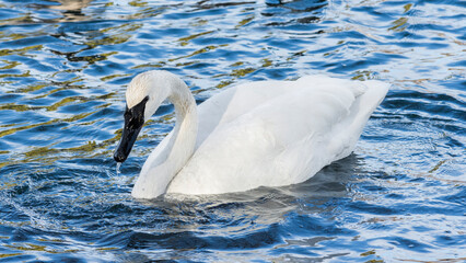 Naklejka premium Adult trumpeter swan (Cygnus Buccinator) in Lake Ontario, Canada