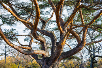 Tree trunk and branches of a Scots Pine (Pinus Sylvestris) in Toronto Islands