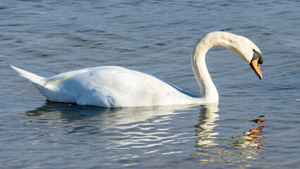 Mute Swan (Cygnus olor) in Lake Ontario, Canada