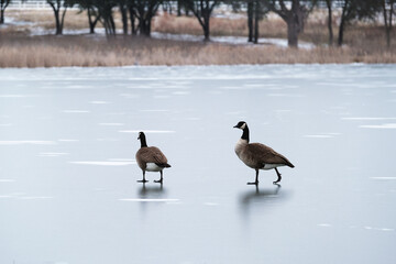 Canada goose pair walking on ice during freezing temperatures of winter weather in Texas. - Powered by Adobe