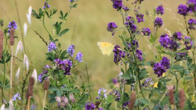  A yellow butterfly on purple flower in a field flies away