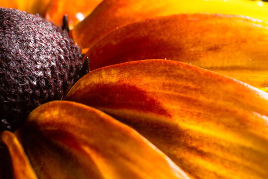 Macro shot of a flower petals