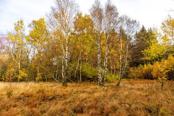 Herbstliche Erkundungstour durch die Rhön in der Nähe des Schwarzen Moors - Fladungen - Bayern