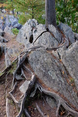 roots in the forest breaking thru stone