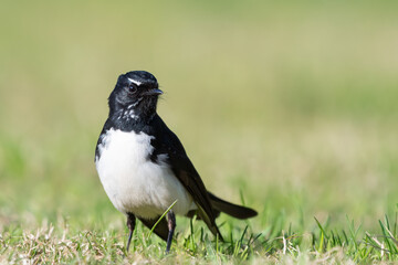 Willie wagtail or willy wagtail (Rhipidura leucophrys), cute common Australian bird