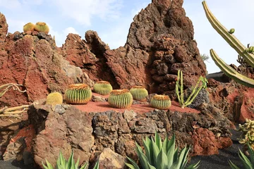 Printed kitchen splashbacks Canary Islands View on a cactus in the Garden of Cactus on the island of Lanzarote in the Canary Islands